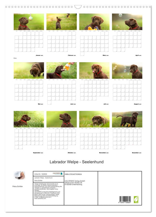 Labrador Welpe - Seelenhund (CALVENDO Wandkalender 2025)