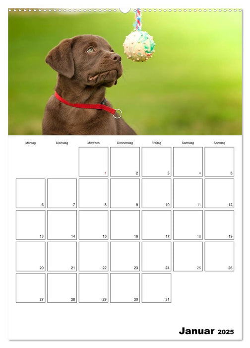 Labrador Welpe - Seelenhund (CALVENDO Wandkalender 2025)