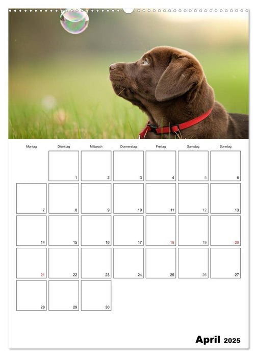 Labrador Welpe - Seelenhund (CALVENDO Wandkalender 2025)