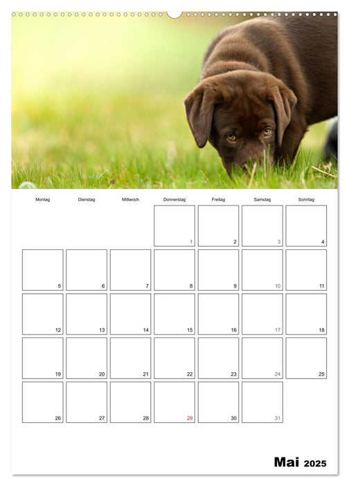 Labrador Welpe - Seelenhund (CALVENDO Wandkalender 2025)