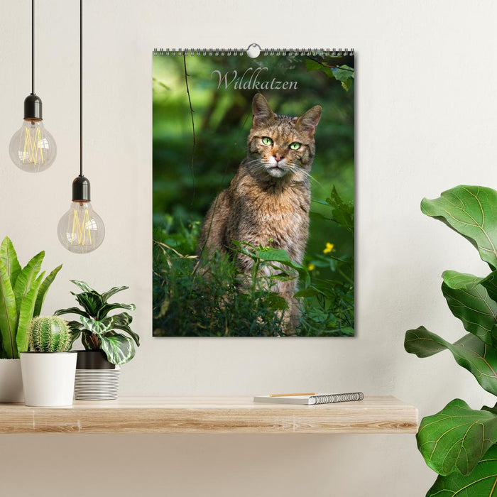 Wildkatzen - scheue Jäger (CALVENDO Wandkalender 2025)