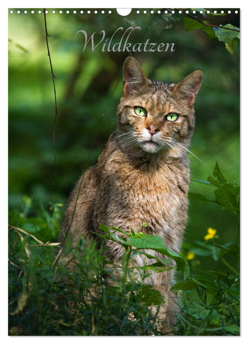 Wildkatzen - scheue Jäger (CALVENDO Wandkalender 2025)