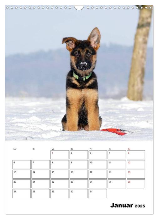 Deutsche Schäferhundwelpen zum Verlieben (CALVENDO Wandkalender 2025)