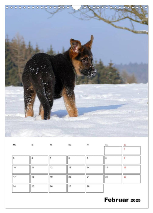 Deutsche Schäferhundwelpen zum Verlieben (CALVENDO Wandkalender 2025)