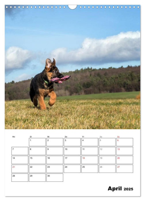 Deutsche Schäferhundwelpen zum Verlieben (CALVENDO Wandkalender 2025)