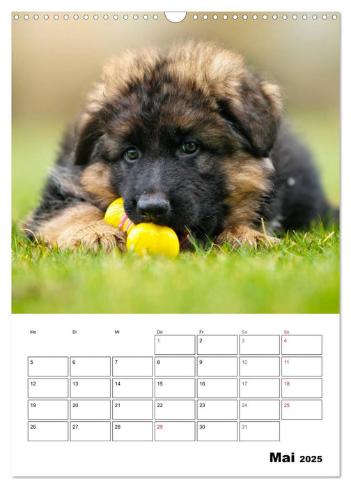 Deutsche Schäferhundwelpen zum Verlieben (CALVENDO Wandkalender 2025)