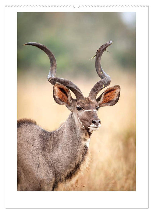 Südafrika und seine Tierwelt (CALVENDO Premium Wandkalender 2025)