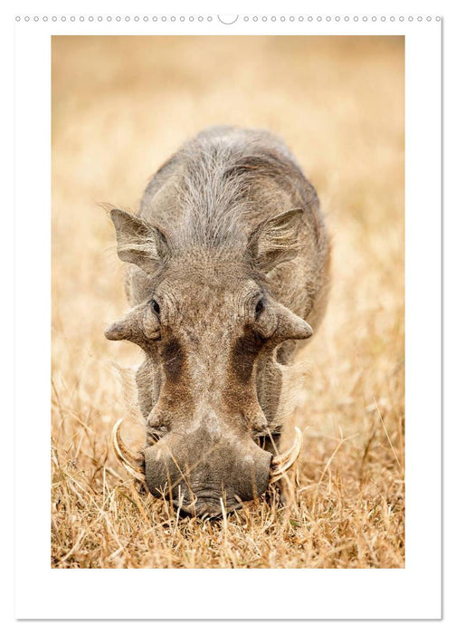 Südafrika und seine Tierwelt (CALVENDO Premium Wandkalender 2025)