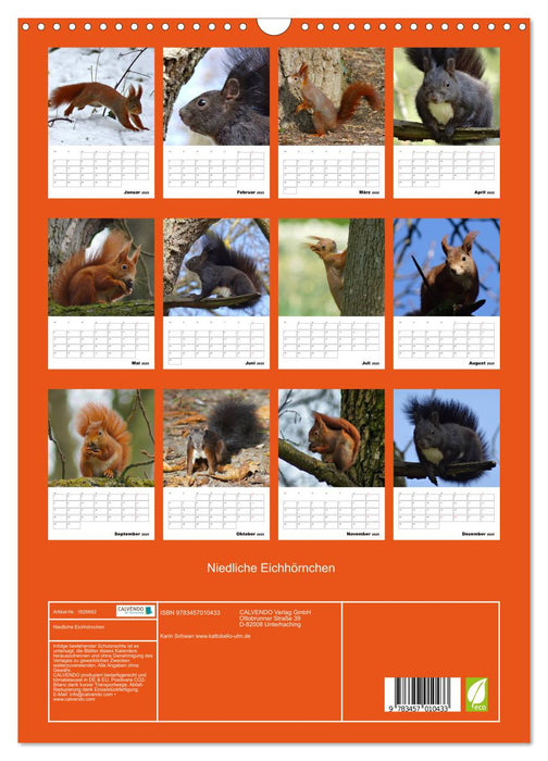 Niedliche Eichhörnchen (CALVENDO Wandkalender 2025)