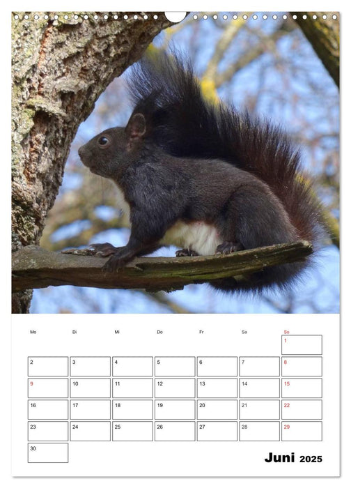 Niedliche Eichhörnchen (CALVENDO Wandkalender 2025)