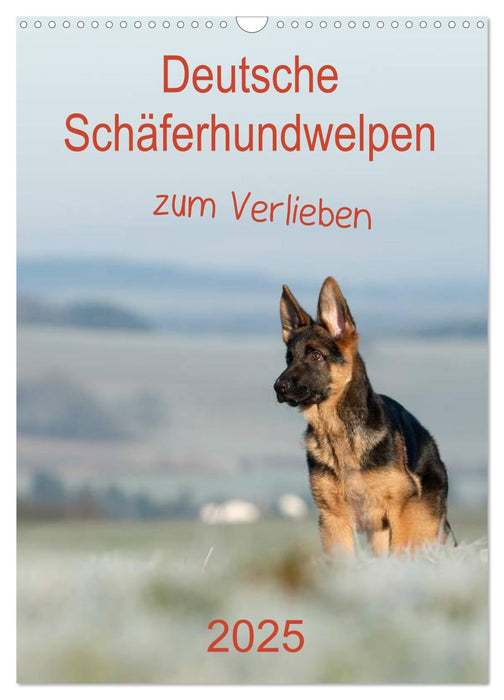 Deutsche Schäferhundwelpen zum Verlieben (CALVENDO Wandkalender 2025)