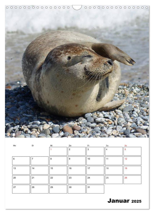 Liebenswerte Robben (CALVENDO Wandkalender 2025)