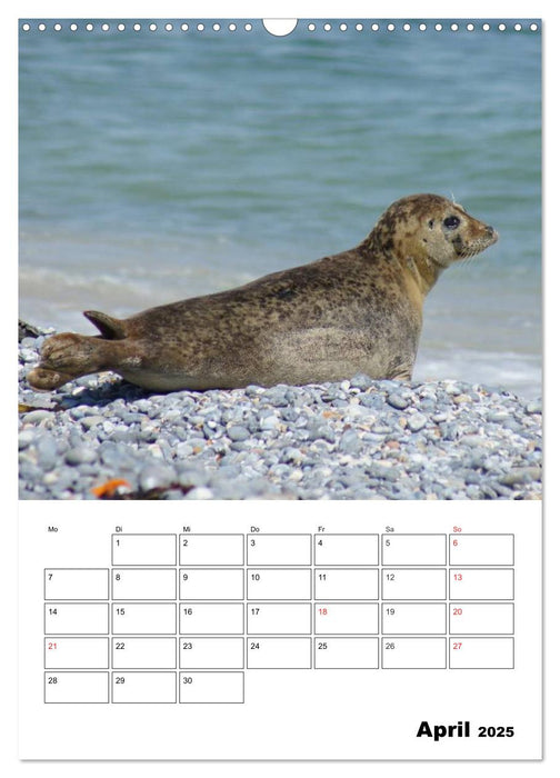 Liebenswerte Robben (CALVENDO Wandkalender 2025)