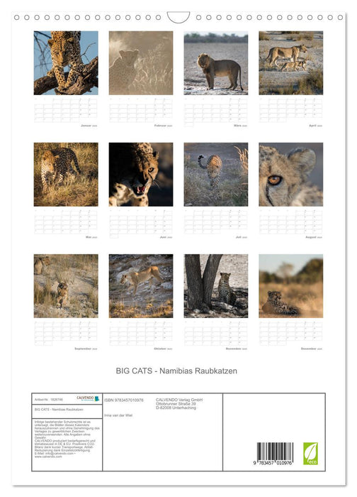 BIG CATS - Namibias Raubkatzen (CALVENDO Wandkalender 2025)