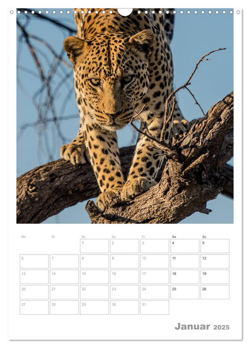 BIG CATS - Namibias Raubkatzen (CALVENDO Wandkalender 2025)