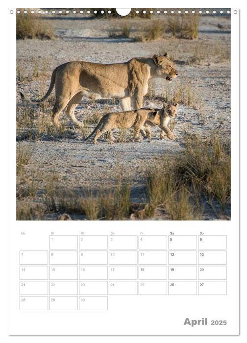 BIG CATS - Namibias Raubkatzen (CALVENDO Wandkalender 2025)