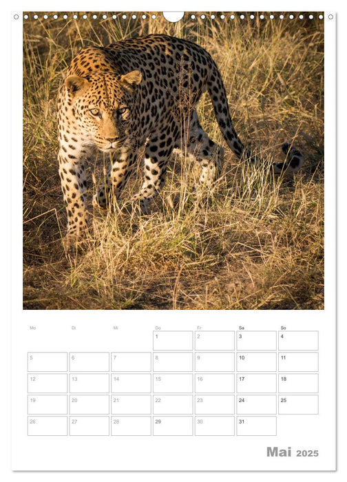 BIG CATS - Namibias Raubkatzen (CALVENDO Wandkalender 2025)