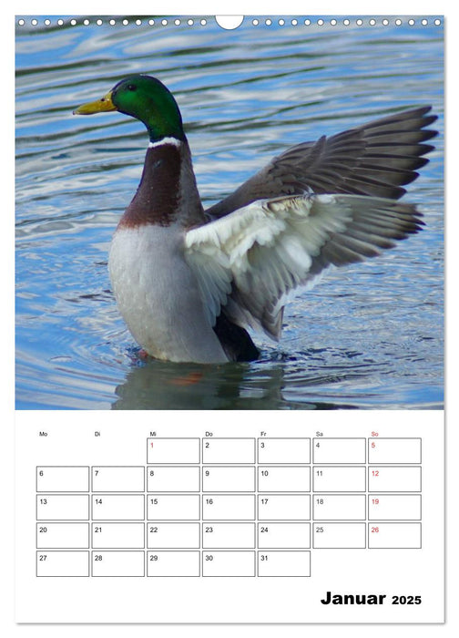 Liebenswerte Enten (CALVENDO Wandkalender 2025)