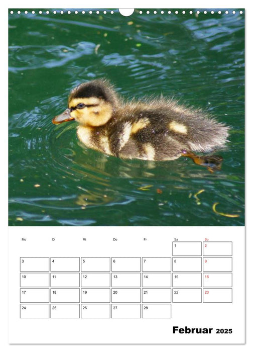 Liebenswerte Enten (CALVENDO Wandkalender 2025)