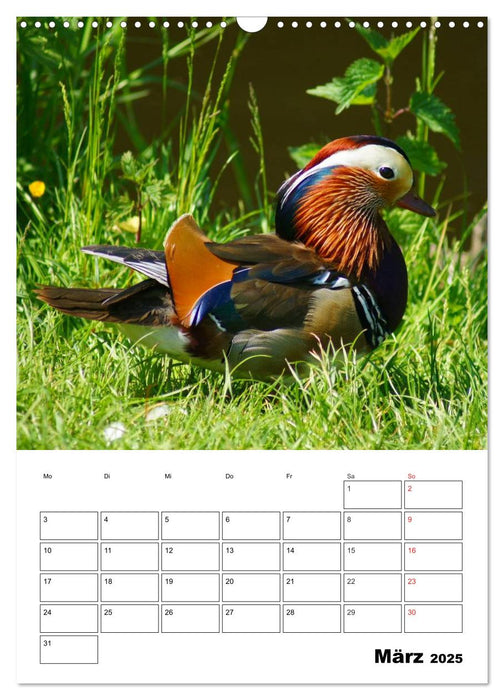 Liebenswerte Enten (CALVENDO Wandkalender 2025)