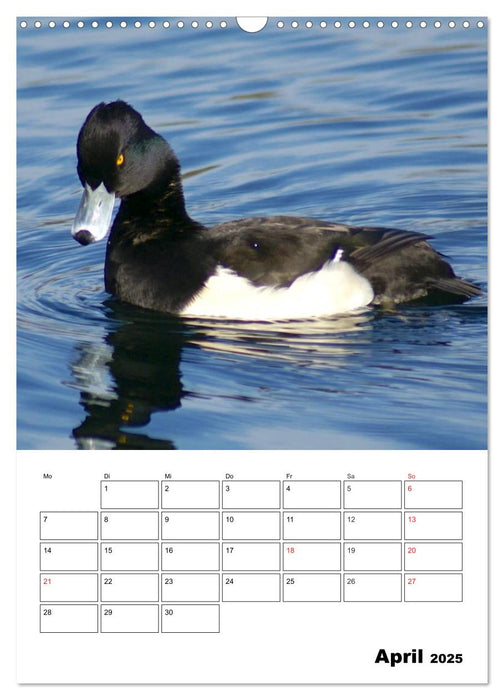 Liebenswerte Enten (CALVENDO Wandkalender 2025)