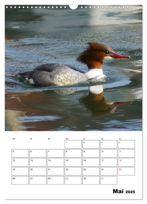 Liebenswerte Enten (CALVENDO Wandkalender 2025)