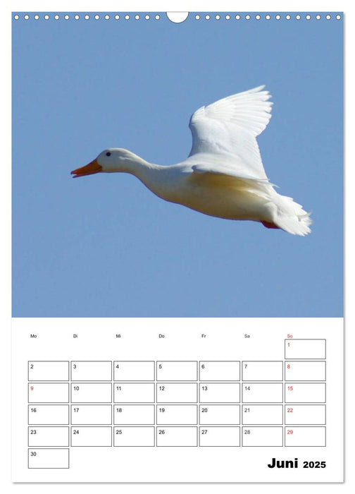 Liebenswerte Enten (CALVENDO Wandkalender 2025)