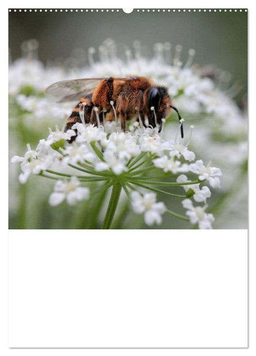 Bienen-Terminplaner 2025 (CALVENDO Premium Wandkalender 2025)