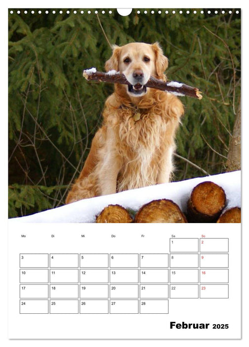 Glücklicher Golden Retriever (CALVENDO Wandkalender 2025)