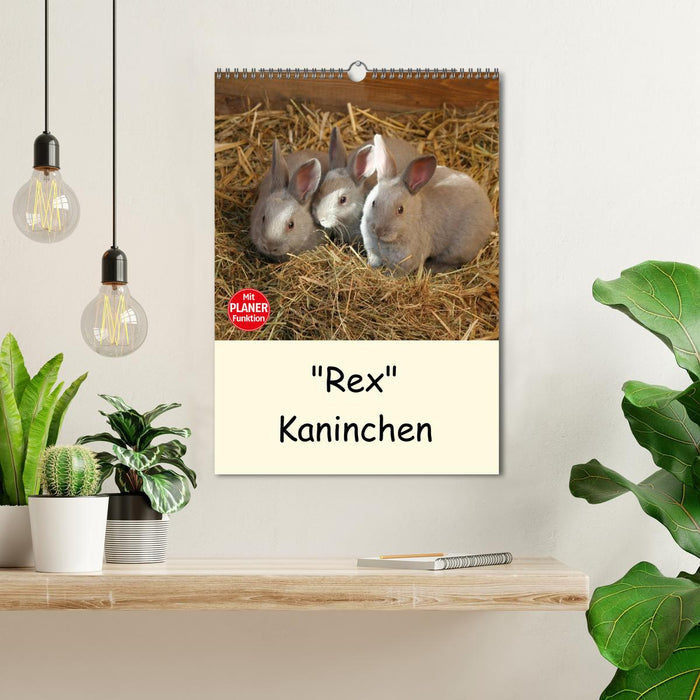"Rex" Kaninchen (CALVENDO Wandkalender 2025)