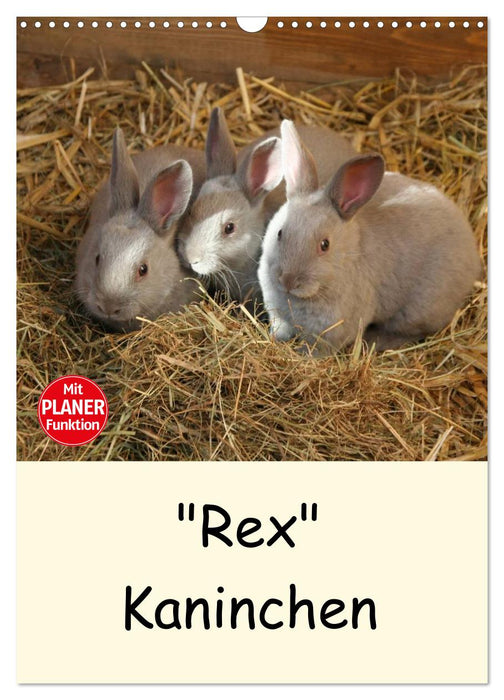 "Rex" Kaninchen (CALVENDO Wandkalender 2025)