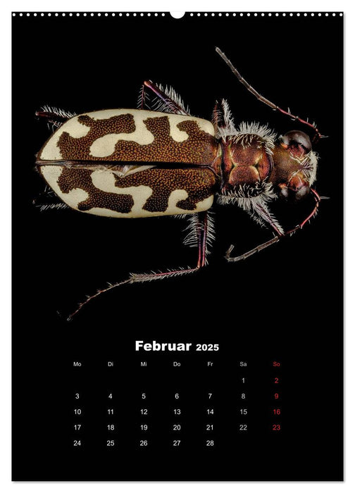 Schillernde Insektenwelt (CALVENDO Wandkalender 2025)