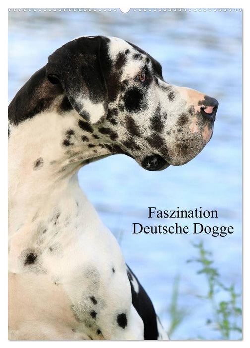 Faszination Deutsche Dogge (CALVENDO Wandkalender 2025)