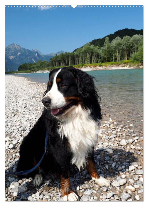 BÄR - Der Berner Sennenhund (CALVENDO Premium Wandkalender 2025)