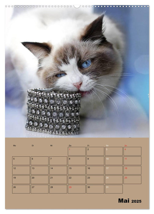 Ragdolls zum Verlieben (CALVENDO Wandkalender 2025)