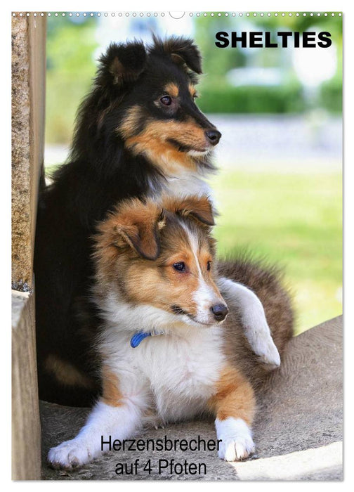 SHELTIES Herzensbrecher auf 4 Pfoten (CALVENDO Wandkalender 2025)