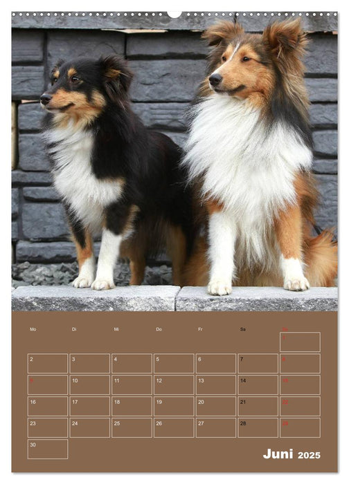 SHELTIES Herzensbrecher auf 4 Pfoten (CALVENDO Wandkalender 2025)