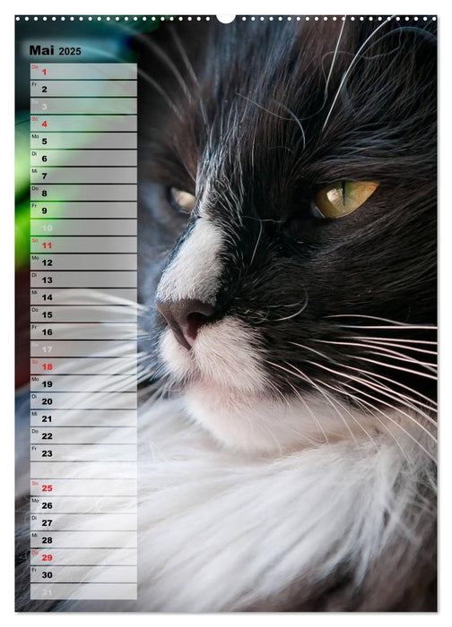 DIE GEFÜHLSWELT (CALVENDO Wandkalender 2025)