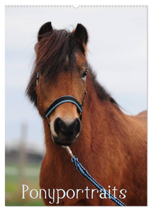 Wandkalender Ponyportraits (CALVENDO Wandkalender 2025)