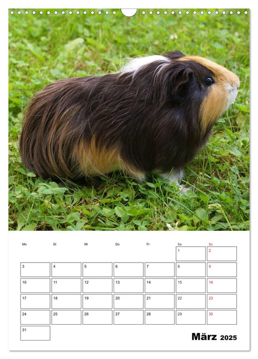 Meerschweinchen Terminplaner (CALVENDO Wandkalender 2025)