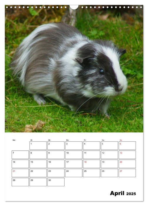 Meerschweinchen Terminplaner (CALVENDO Wandkalender 2025)