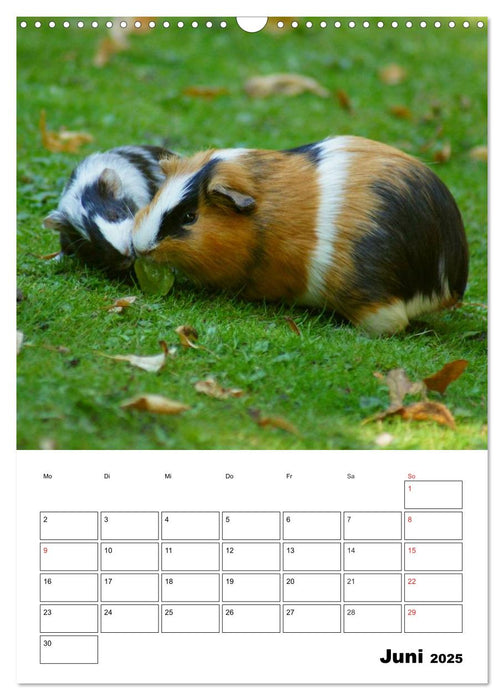 Meerschweinchen Terminplaner (CALVENDO Wandkalender 2025)