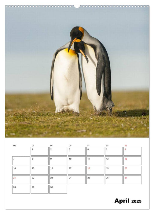 Pinguine. Familienglück im Eis (CALVENDO Premium Wandkalender 2025)