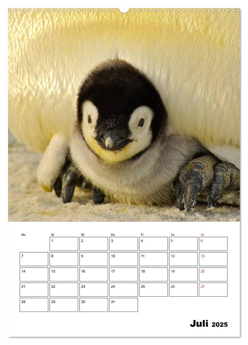 Pinguine. Familienglück im Eis (CALVENDO Premium Wandkalender 2025)