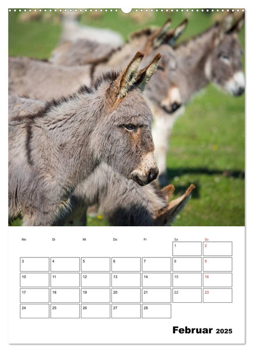 Süße Esel. Langohren zum Verlieben (CALVENDO Premium Wandkalender 2025)