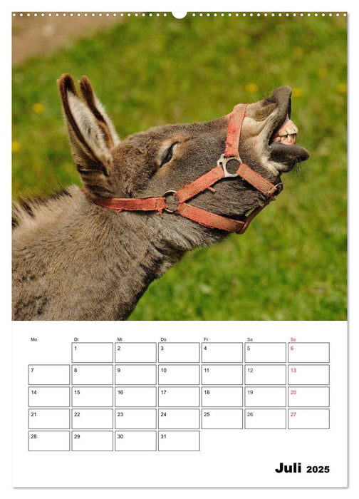 Süße Esel. Langohren zum Verlieben (CALVENDO Premium Wandkalender 2025)