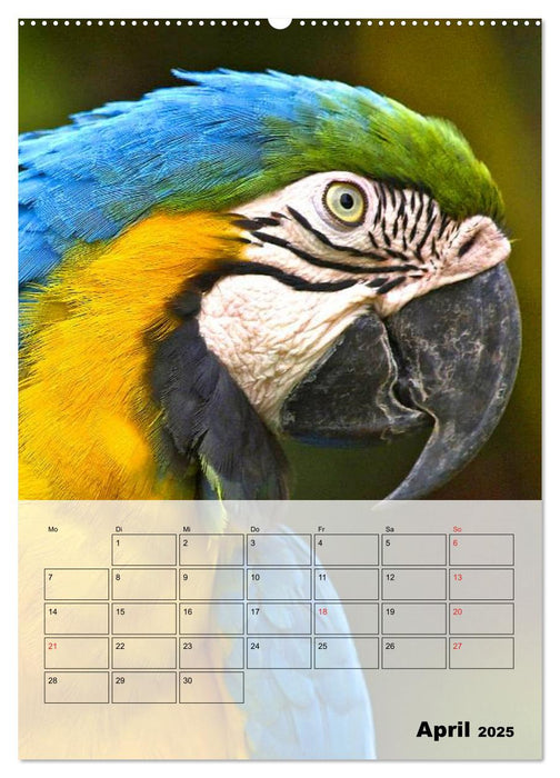Aras. Der Papageien-Planer (CALVENDO Premium Wandkalender 2025)
