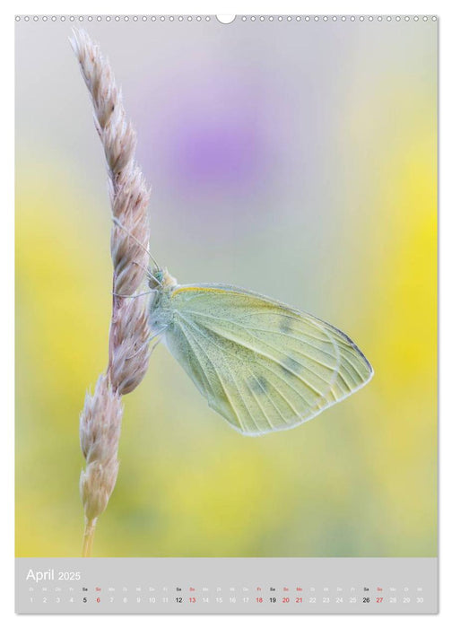 Schmetterlinge - Gaukler im Wind (CALVENDO Wandkalender 2025)
