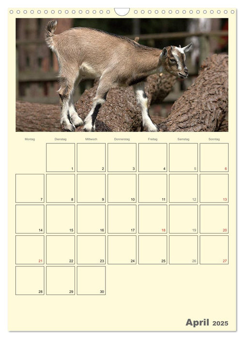 Zwergziegen (CALVENDO Wandkalender 2025)