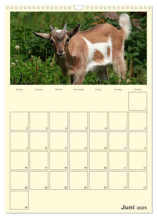 Zwergziegen (CALVENDO Wandkalender 2025)